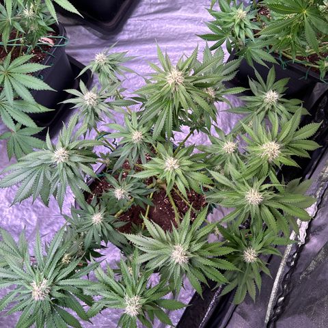 Gina  growlog photo: 43cm