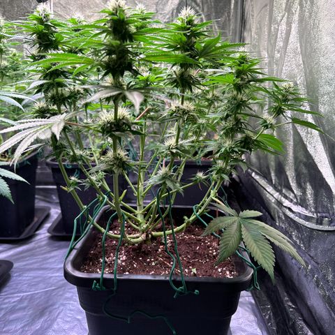 Eva growlog photo: 47cm