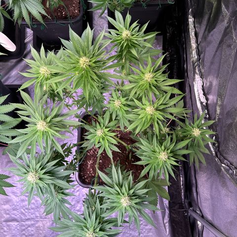 Eva growlog photo: 47cm