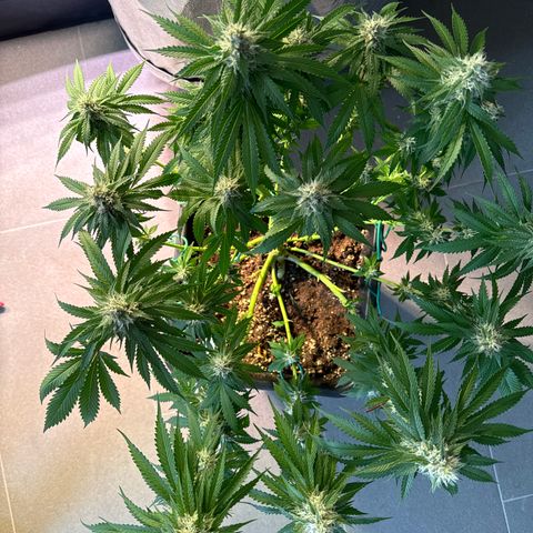 Gina  growlog timeline photo