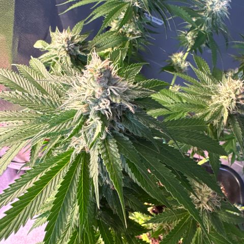 Gina  growlog timeline photo