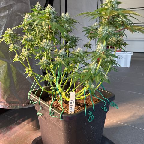Gina  growlog timeline photo