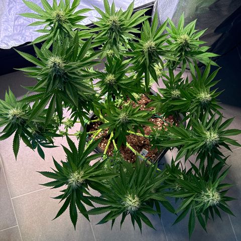 Eva growlog timeline photo