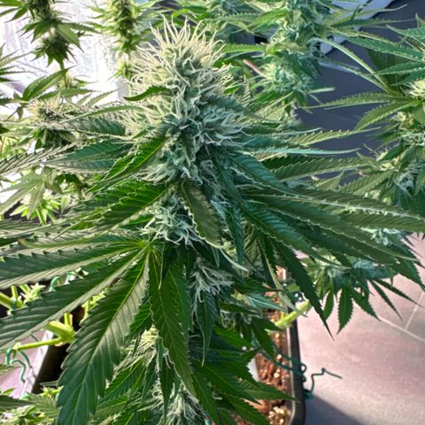 Eva growlog timeline photo