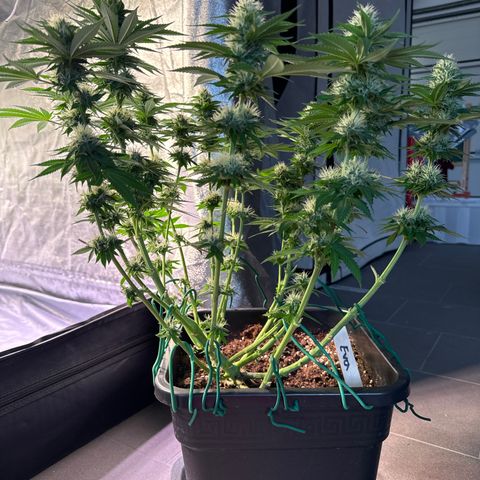 Eva growlog timeline photo