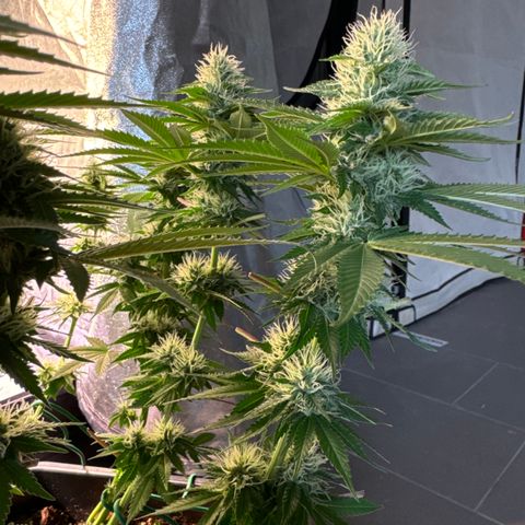 Eva growlog timeline photo