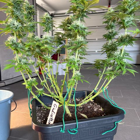 Giulietta growlog timeline photo