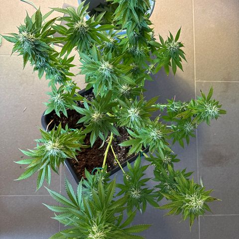 Giulietta growlog timeline photo