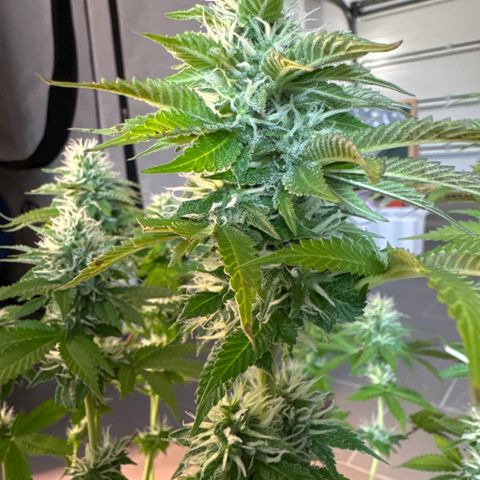 Giulietta growlog timeline photo