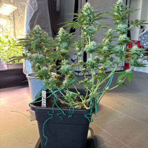 Alina  growlog timeline photo