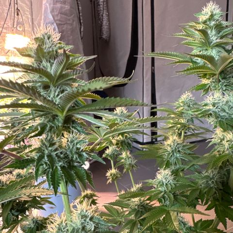 Alina  growlog timeline photo