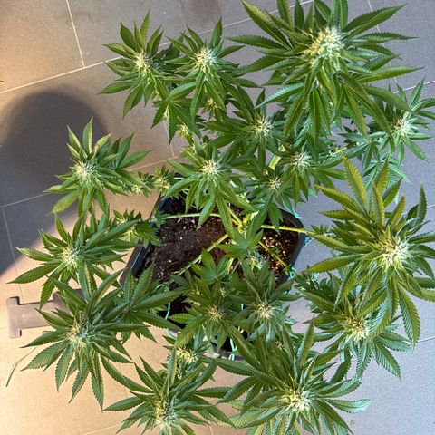 Alina  growlog timeline photo