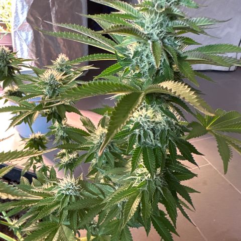 Alina  growlog timeline photo