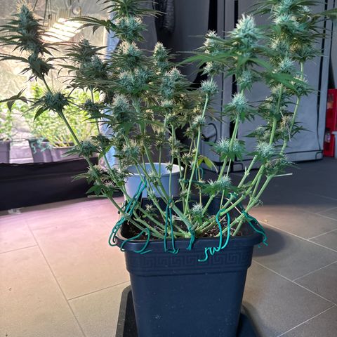 Francesca growlog timeline photo
