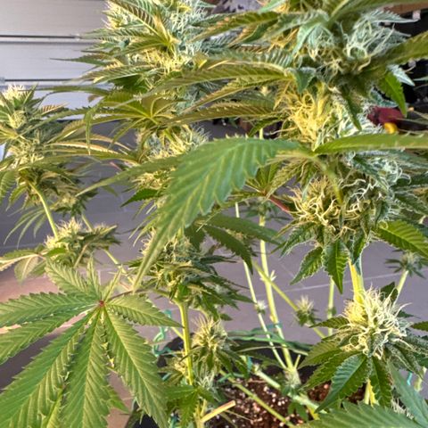 Francesca growlog timeline photo