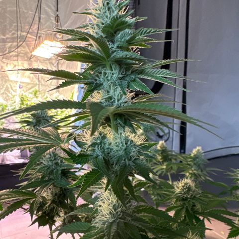 Francesca growlog timeline photo