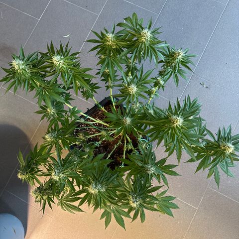 Francesca growlog timeline photo