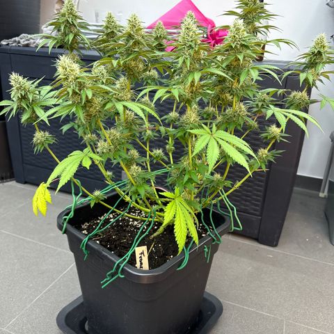 Francesca growlog timeline photo