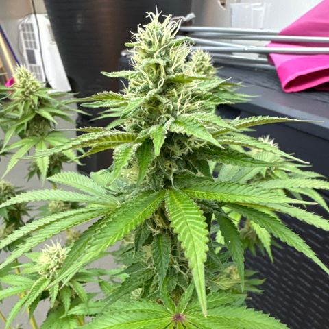 Francesca growlog timeline photo