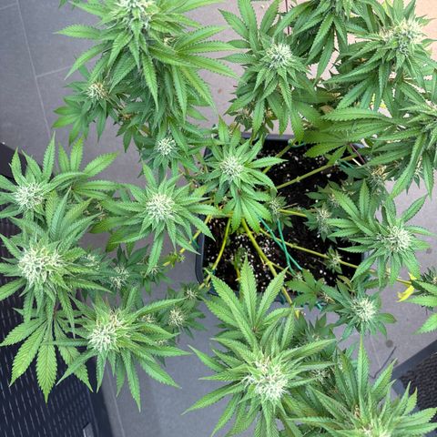 Francesca growlog timeline photo