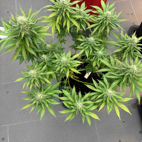 Alina  growlog timeline photo