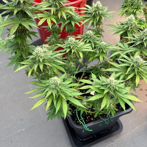 Alina  growlog timeline photo