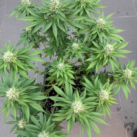 Eva growlog timeline photo