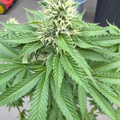 Eva growlog timeline photo