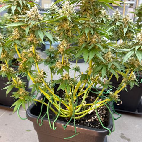 Gina  growlog timeline photo