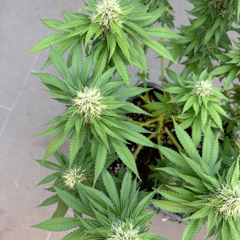 Eva growlog timeline photo