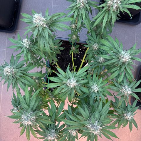 Gina  growlog timeline photo