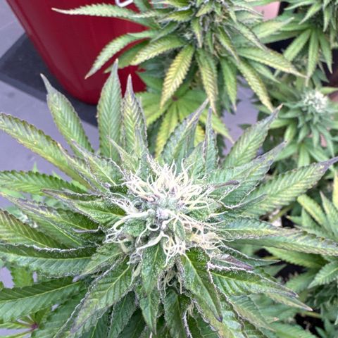Alina  growlog timeline photo