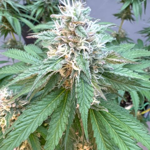 Gina  growlog timeline photo