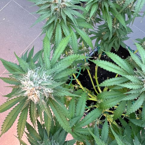 Gina  growlog timeline photo