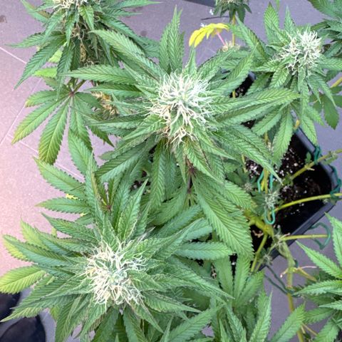 Francesca growlog timeline photo