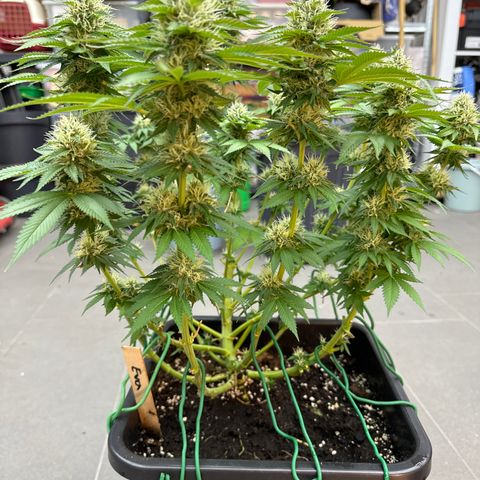Eva growlog timeline photo