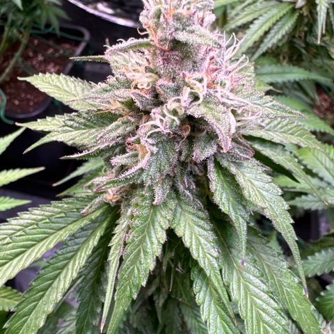 Gina  growlog timeline photo