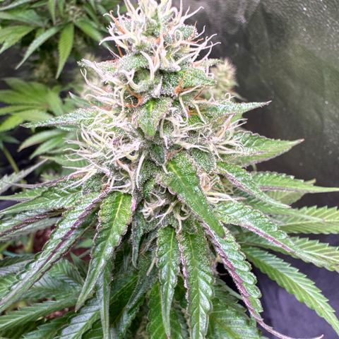 Francesca growlog timeline photo