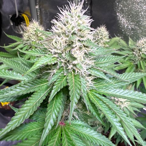 Eva growlog timeline photo