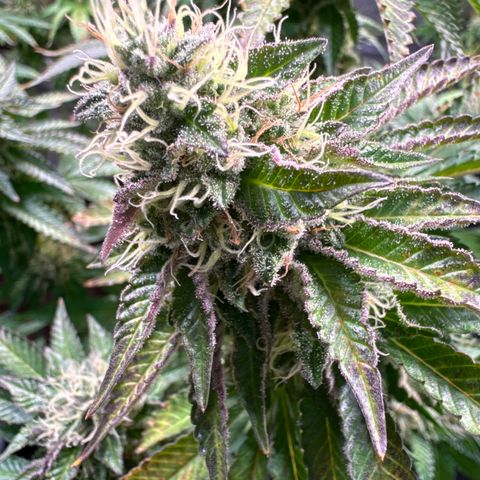 Alina  growlog timeline photo