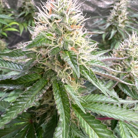 Francesca growlog timeline photo