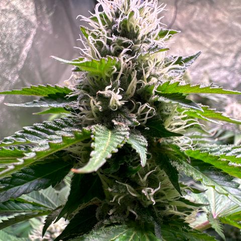 Eva growlog timeline photo