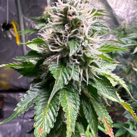 Giulietta growlog timeline photo