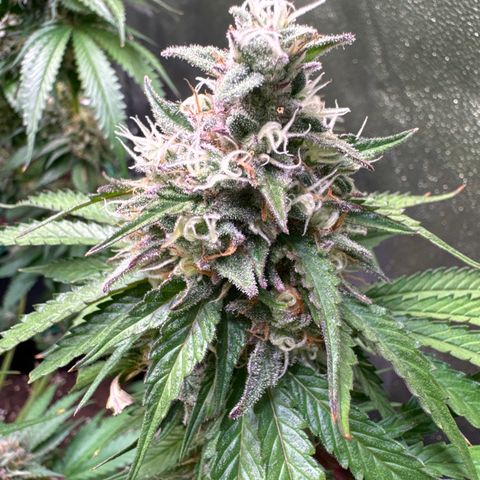 Gina  growlog timeline photo