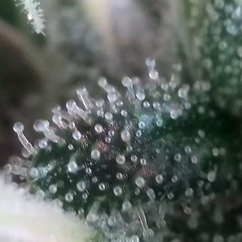 Giulietta growlog timeline photo