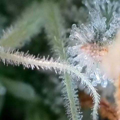 Alina  growlog timeline photo