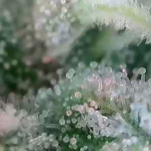 Gina  growlog timeline photo