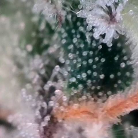 Eva growlog timeline photo