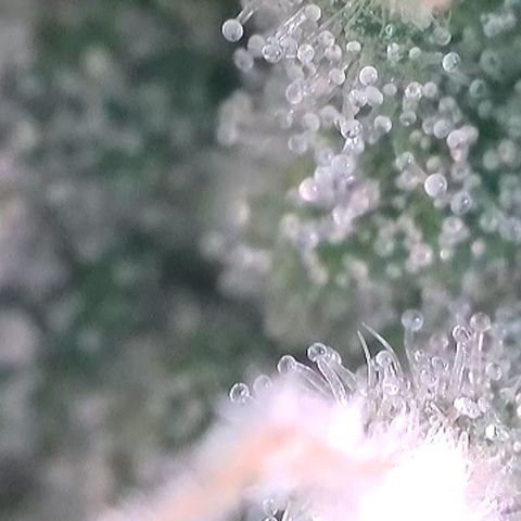 Francesca growlog timeline photo