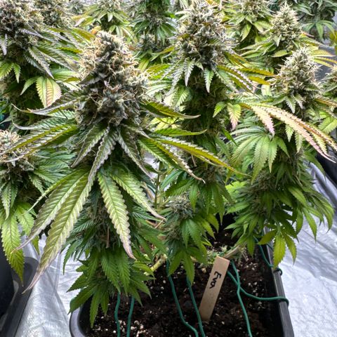 Eva growlog timeline photo